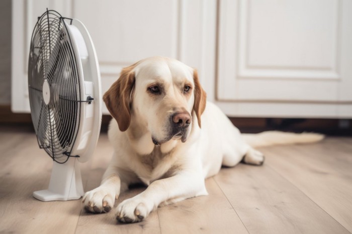 扇風機のそばで伏せる犬