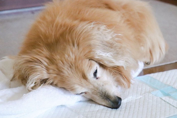 ペットシーツの上で眠る老犬