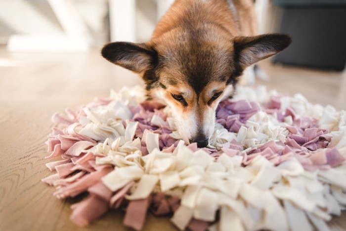 マットのにおいを嗅ぐ犬