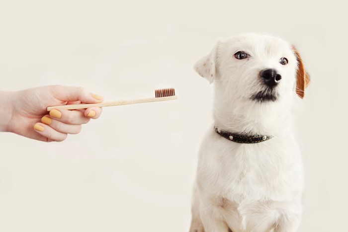 歯ブラシを見せられて顔をそむける犬