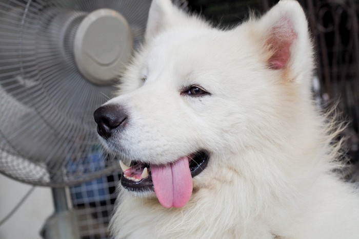 犬と扇風機