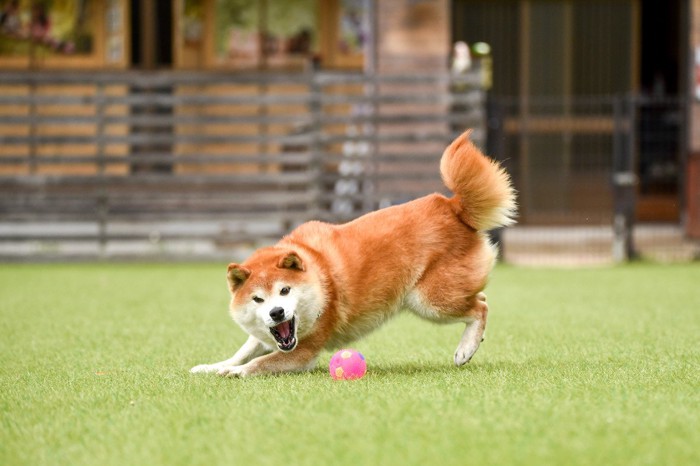 ボールを威嚇する柴犬