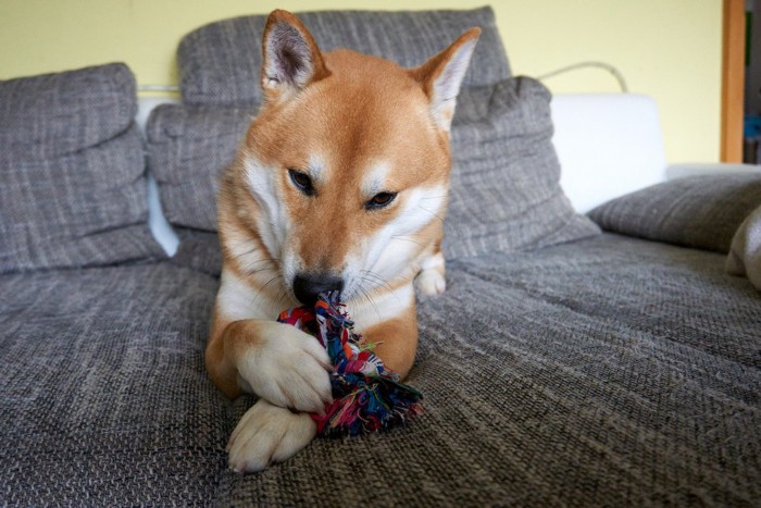 ソファーで遊ぶ柴犬