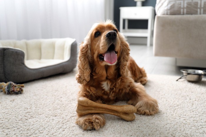 骨を噛んでいる犬