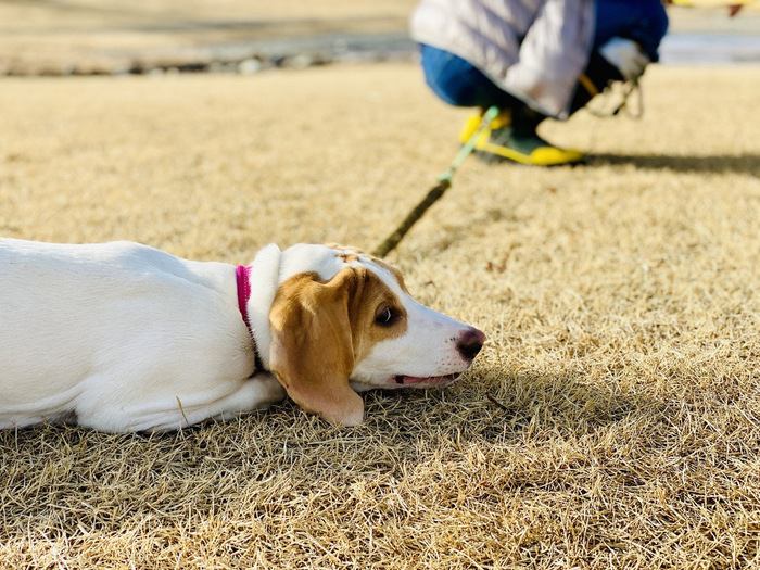 座り込んで動かない犬の顔