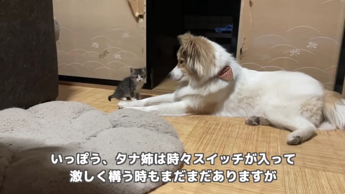 とにかく子猫と遊びたいタナちゃん