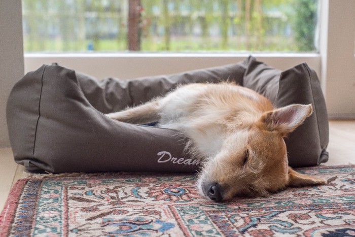 犬用ベッドで眠る犬