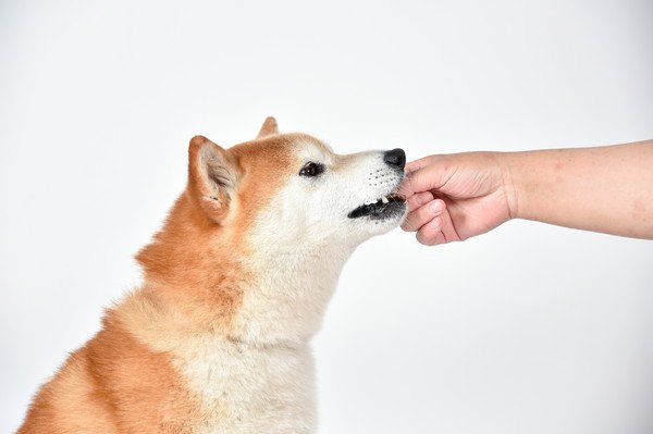 犬に油揚げを食べさせる時の与え方