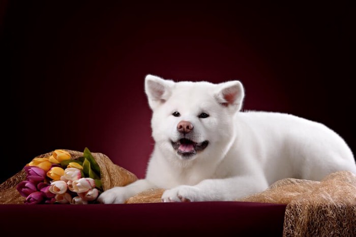 撮影中の秋田犬