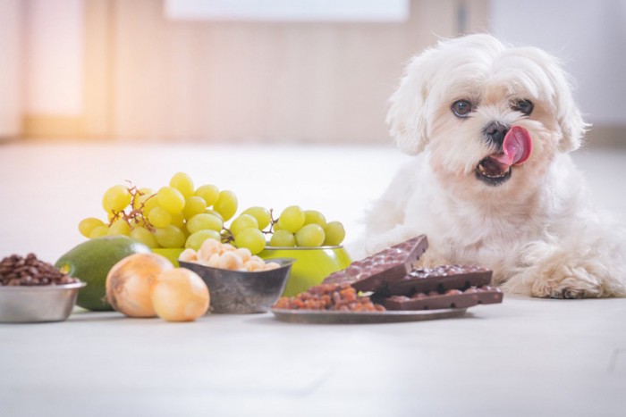 犬と有毒食材