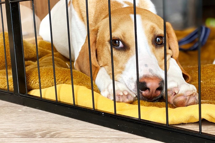 ケージの中で伏せている垂れ耳の犬