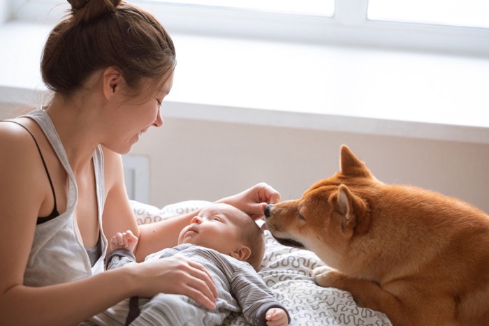 赤ちゃんのニオイを嗅ぐ犬