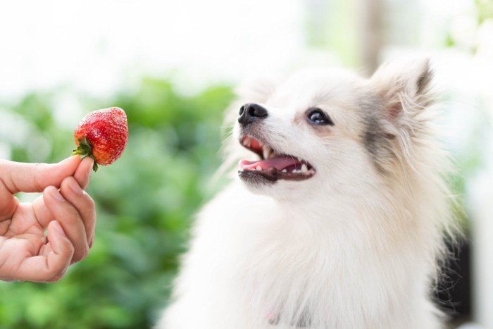 いちごをもらう犬