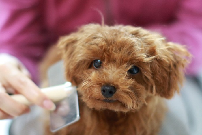 ブラッシングされる犬