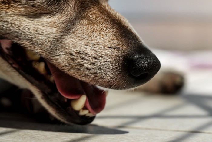 呼吸する犬の口元