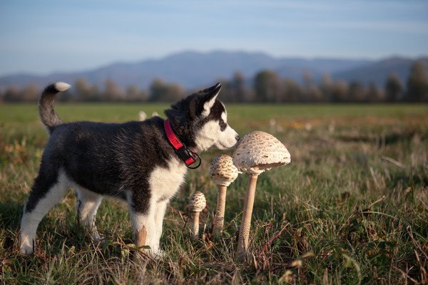 キノコとハスキーの子犬