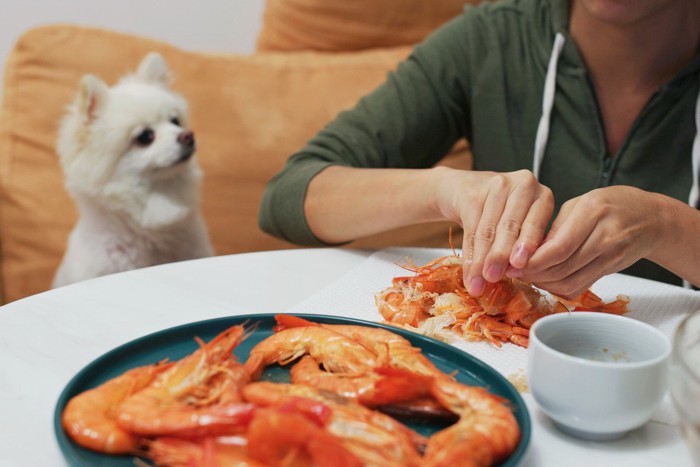 エビを食べる女性と犬