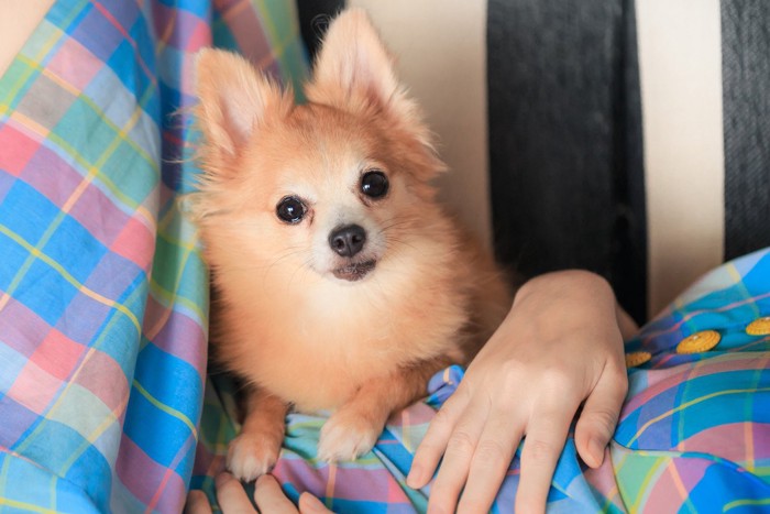 女性のお腹の上に前足を乗せてくる犬