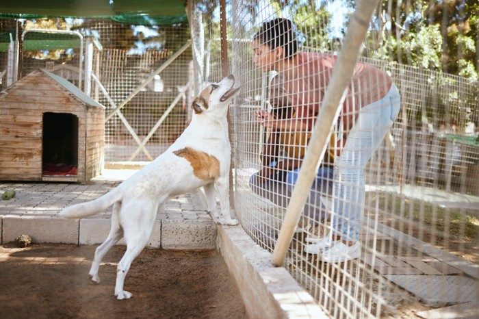 保護施設の犬と訪問者