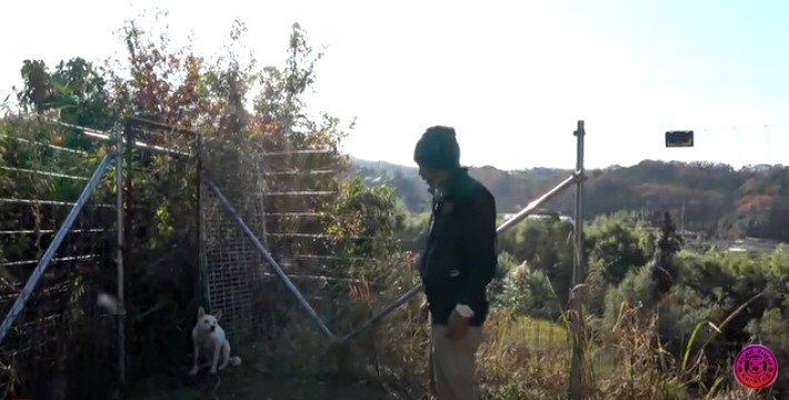 野良犬とポチパパ