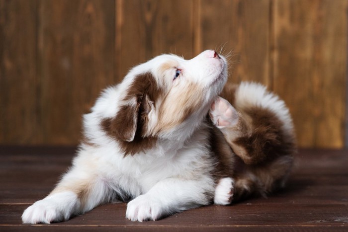 室内で体をかく犬