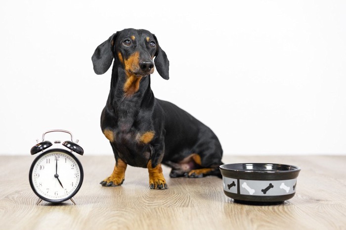 時計と食器の横で待つ犬