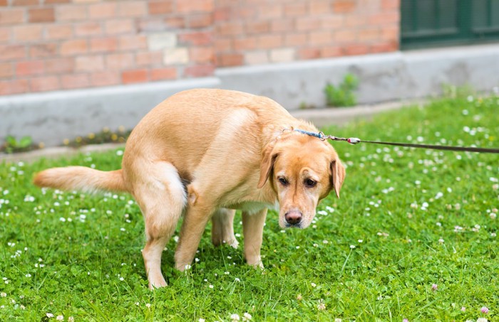 排便ポーズをとった犬