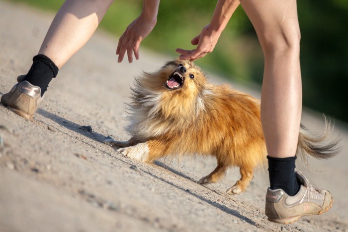 捕まえようとする人に吠える犬