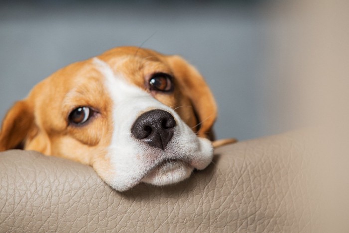 不安そうな表情の犬