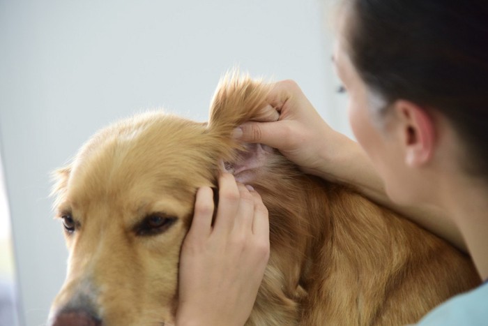 耳のチェックをされる犬