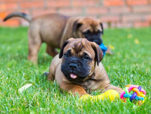 ブルマスティフの子犬