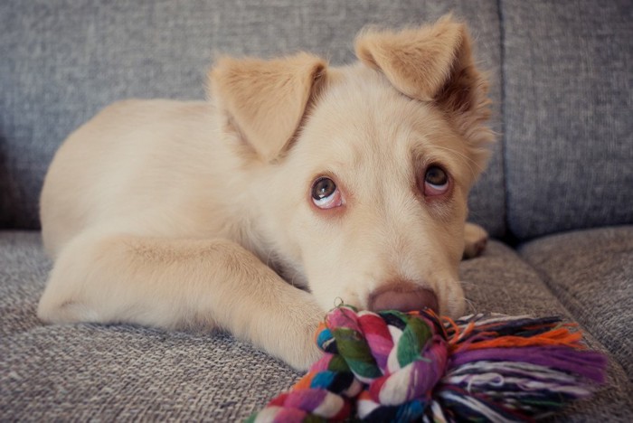 上目づかいで申し訳なさそうな子犬