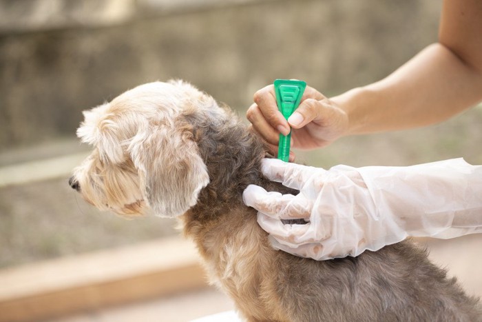 駆除薬を滴下している犬