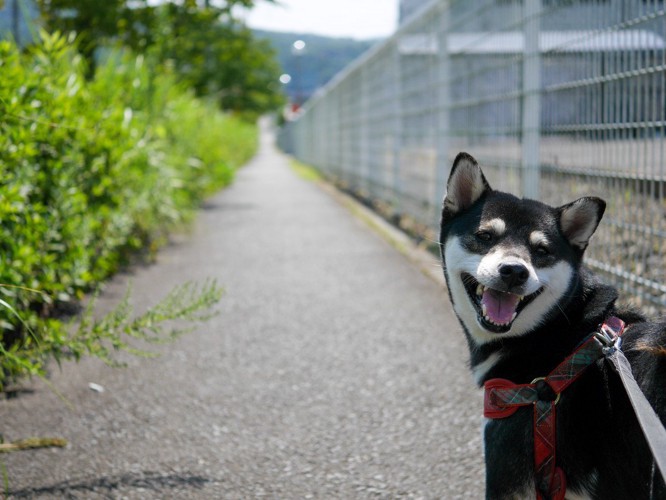 散歩中の犬