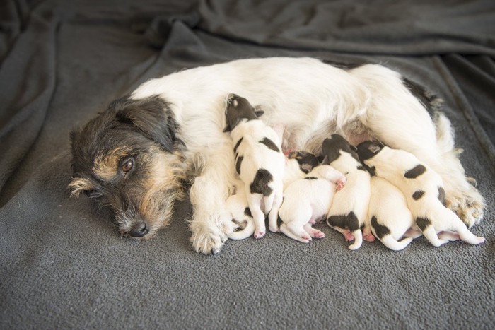 母乳を与える母犬と飲む子犬