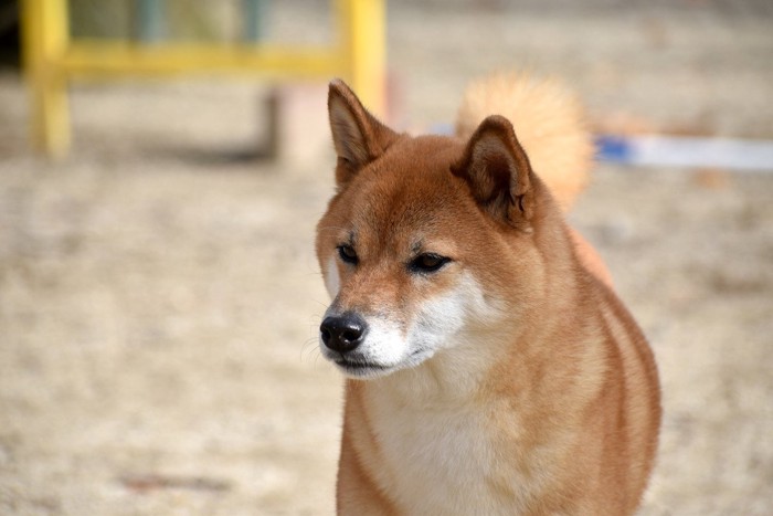 真剣な表情の柴犬、屋外