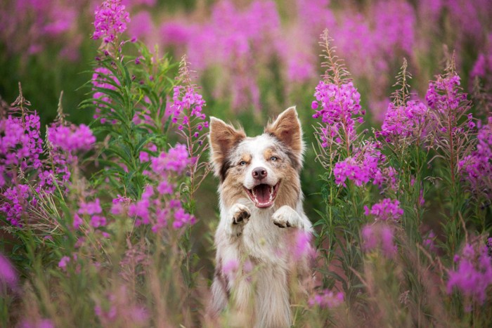 笑顔の犬