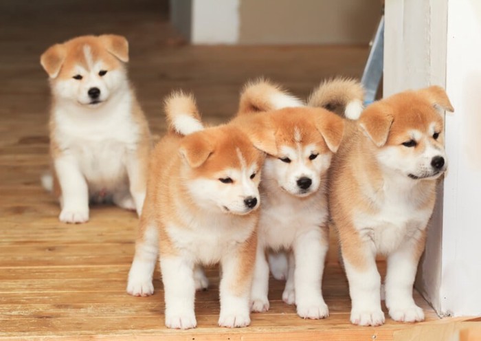 秋田犬の子犬たち