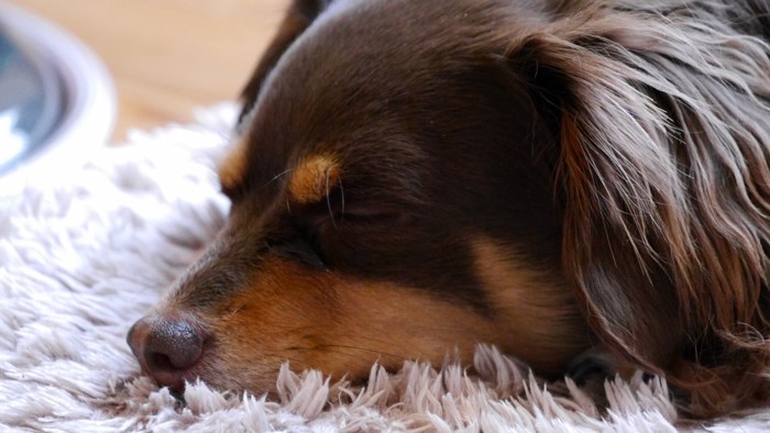 大人気のミックス犬