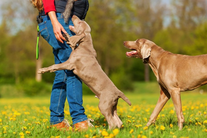 女性にじゃれる茶色の犬2匹