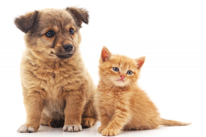 茶色い子犬と子猫