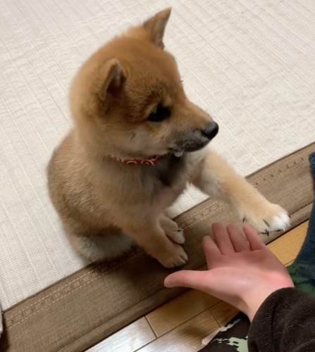 お手を練習する子犬