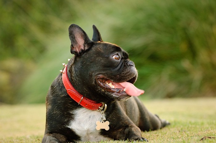 迷子札を付けた犬