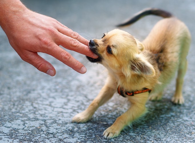 指に噛み付く犬