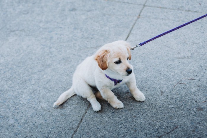 リードを引っ張られる子犬