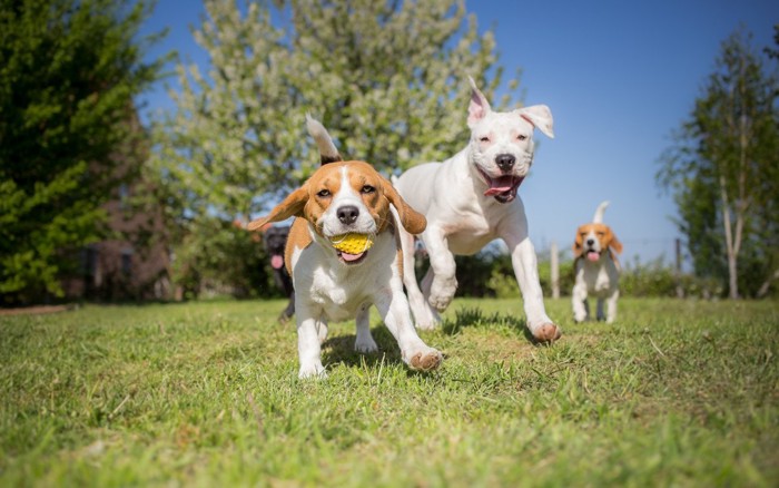 ドッグランで遊ぶ犬達