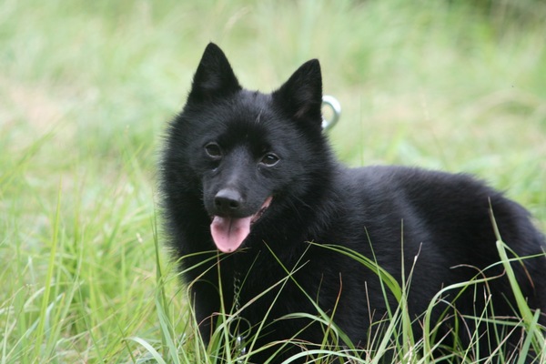 愛犬の父犬