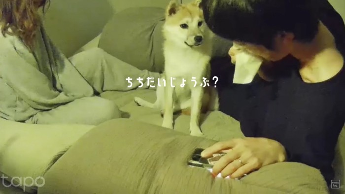 愛犬のもつにちゃん