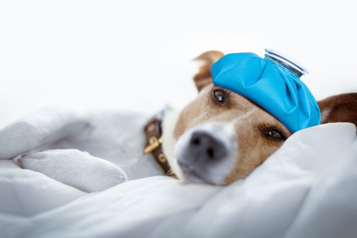 氷嚢を頭上に置いてベッドで寝ている犬
