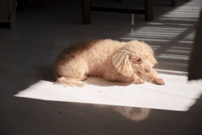 留守番中に日向ぼっこする犬